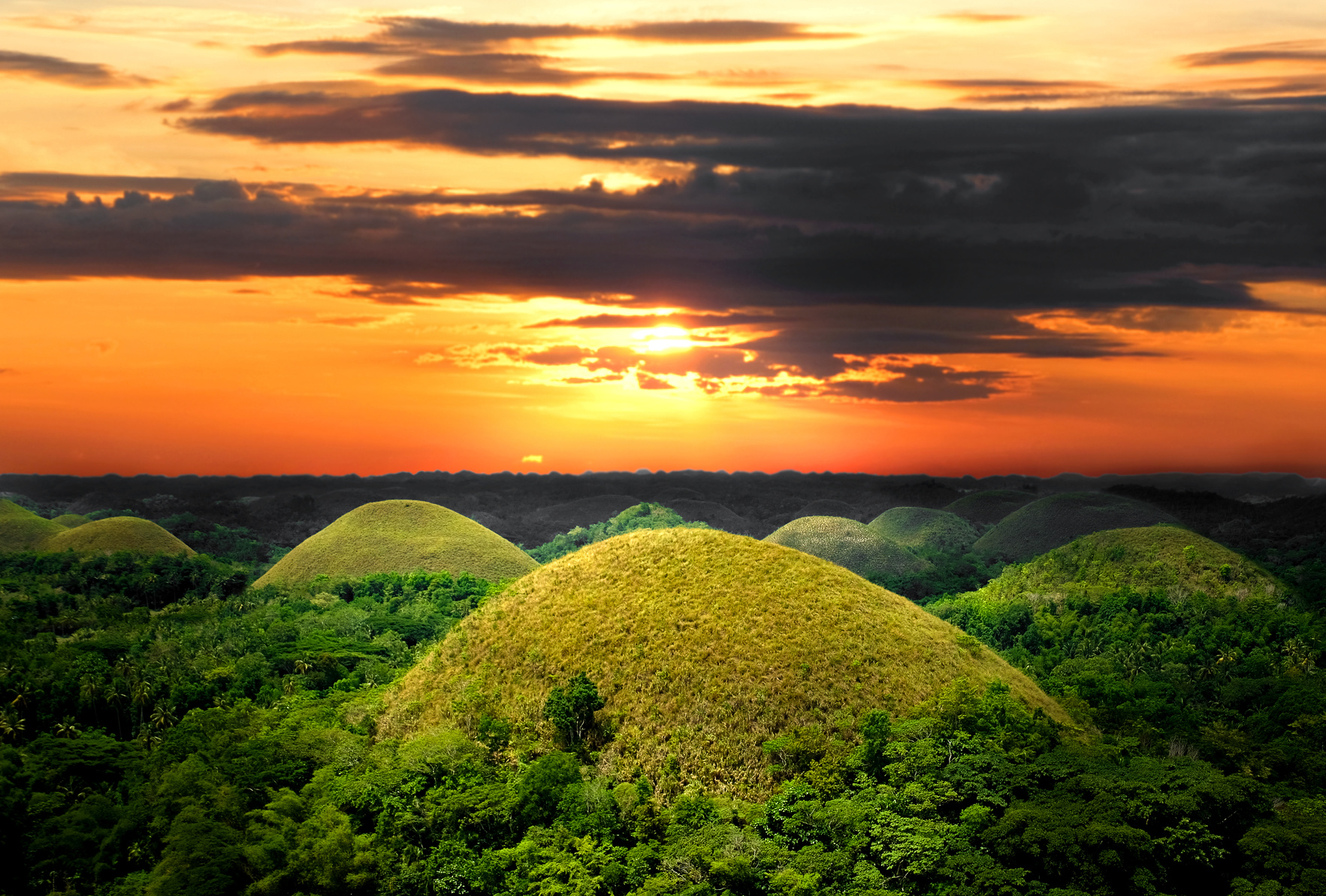 The nature of the forest is rich in nature. Chocolate Hill Bohol Hill