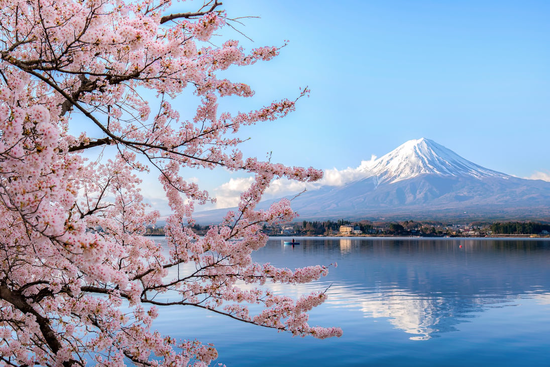 Mount fuji at Lake kawaguchiko with cherry blossom in Yamanashi near Tokyo, Japan.